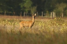 Ricke im ersten Morgenlicht