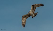 Fischadler im Anflug