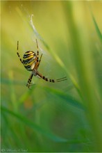 Wespenspinne (Argiope bruennichi)