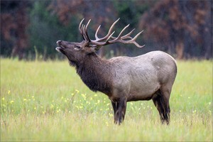 Wapiti (Cervus canadensis)