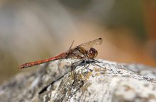 Libelle auf heißen Stein