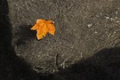 Als der Herbst die Landschaft zu zieren begann...