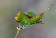 Kleine Raupe Nimmersatt....