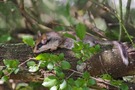 Gartenschläfer (Eliomys quercinus)