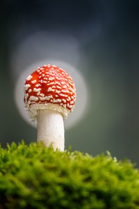 Es wurde schon dunkel ...