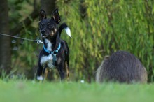 Kurpark II: Hund und Nutria