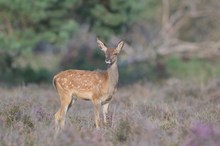 Rothirschkalb