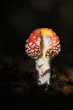 Fliegenpilz im Sonnenstrahl