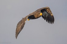 junger Riesenseeadler auf Hokkaido