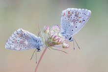 Silbergrün × 2