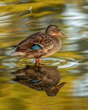 Stockente
