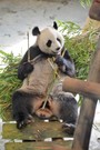 Große Panda (Ailuropoda melanoleuca),