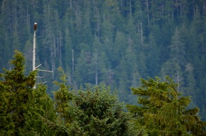 Weisskopfseeadler (Haliaeetus leucocephalus)