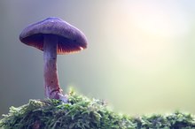 Pilz im Gegenlicht