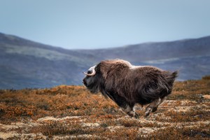 running muskox