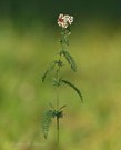 Marienkäfer auf Schafgarbe