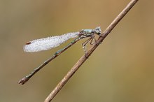 Kleine Binsenjungfer