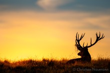 Rothirsch (Cervus elaphus) - Rückblick auf die Brunft