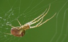 Herbstspinne im Netz