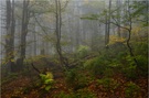 Regenschirmfotografie