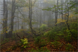 Regenschirmfotografie