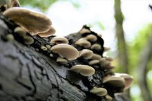 Das Gallertfleischige Stummelfüßchen