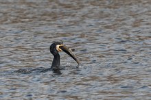 Kormoran
