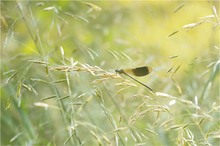 männl. Gebänderte Prachtlibelle (Calopteryx splendens)