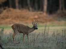 Rehbock im Fellwechsel