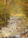 Herbst am Bach