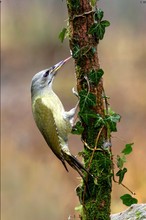 Grauspecht (Picus canus)