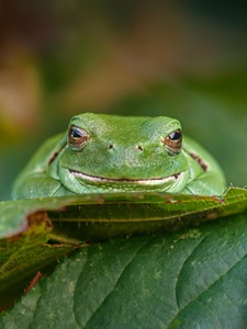 Laubfrosch-Porträt