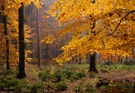 Die goldene Herbsteszeit