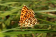 Boloria eunomia