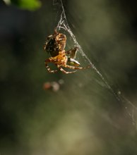 Gartenkreuzspinne..