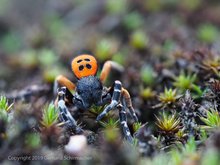 Rote Röhrenspinne im Moos