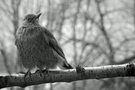 Meine Amsel!