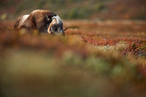 Versteckt