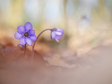 Ein Hauch von Frühling....