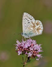 Der Silbergrüne Bläuling