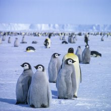 Kaiserpinguine