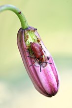 Maiglöckchenhähnchen frisst Türkenbund Blüte.