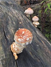 Ein bepunkteter Holzbewohner