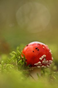 Rot durchbricht das Grün