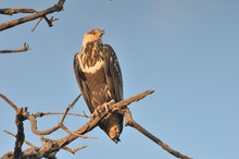 junger Schreiseeadler