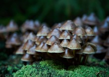 Martin Kern / Mycena inclinata