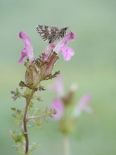 Kleiner Würfel-Dickkopffalter (Pyrgus malvae)