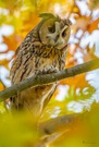 Herbstliche Waldohreule