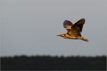 Rohrdommel im Flug