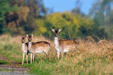 Morgens auf dem Darß II